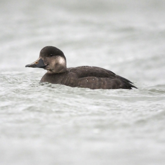 Common Scoter Bto British Trust For Ornithology